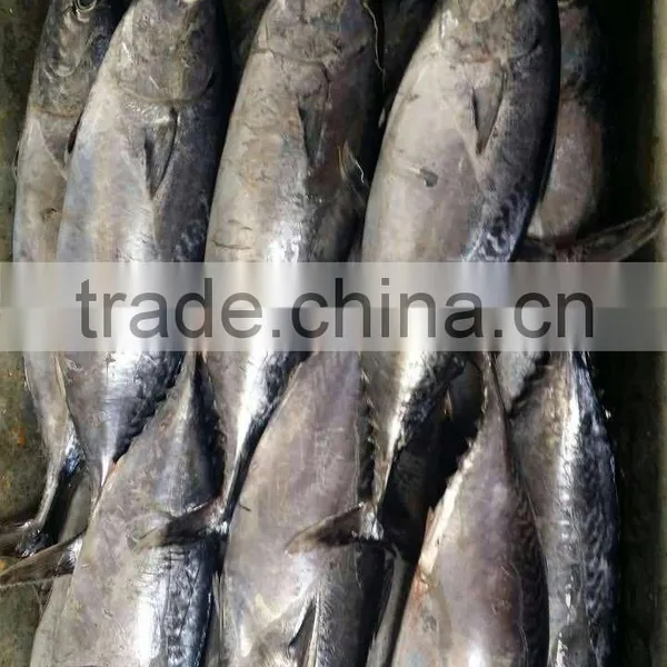 Sea Frozen Bonito Fish photo-4