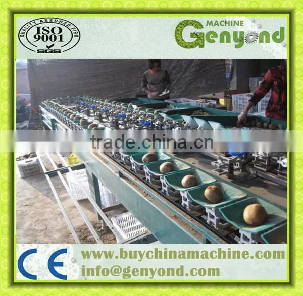 double straps feed potato sorting machine/equipments/plants