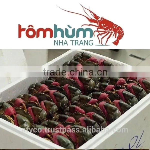 LIVE Mud Crab Vietnam: Male, Female, Egg Mud Crab photo-5