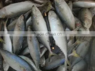INDIAN MACKEREL