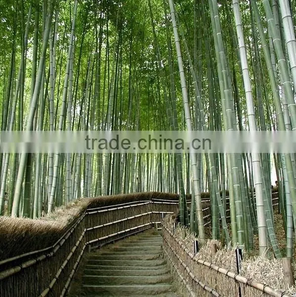 Moso Bamboo Seeds for Sales photo-6