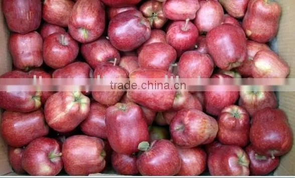 Red Delicious Apple