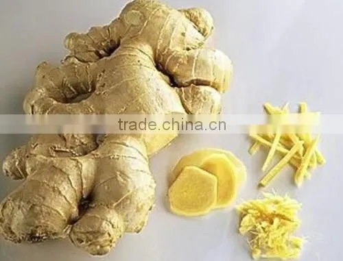Sale fresh ginger high quality