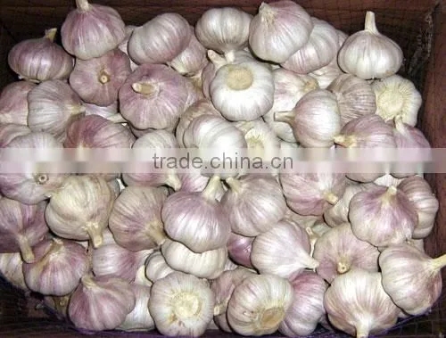 Fresh Style White Garlic From Cold Storage photo-2