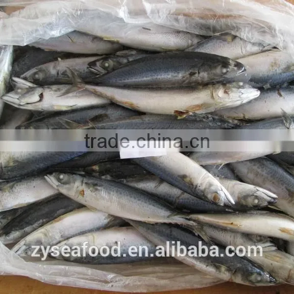New Cargo Raw Clean Frozen Pacific Mackerel From FAO 61 photo-2