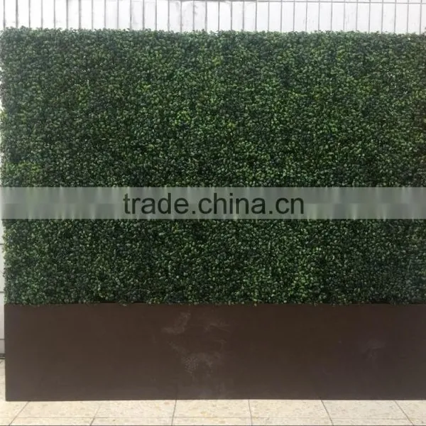 Dongguan LZY Outdoor Artificial Boxwood Hedge Wall photo-5