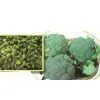 Sell AB Broccoli