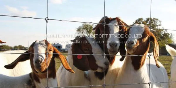 Anti-rust & Anti-corrosion Fixed Knot Goat&Sheep Fence photo-5
