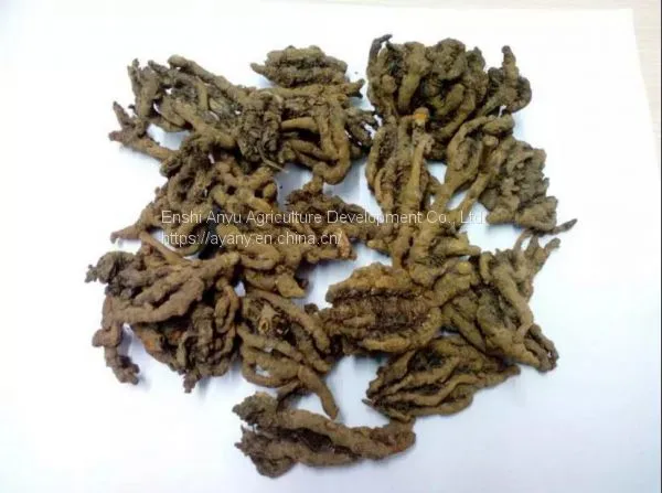 Supply Chinese Herbal Medicine Rhizoma Coptidis and Chicken Feet With Rhizoma Coptidis.