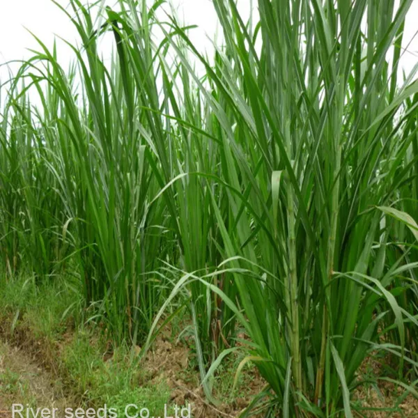 High Quality Bulk Super Green Elephant Napier Grass Seeds for Sale photo-2
