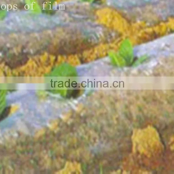 Greenhouse Film ,mulch Film for Agricultural Planting