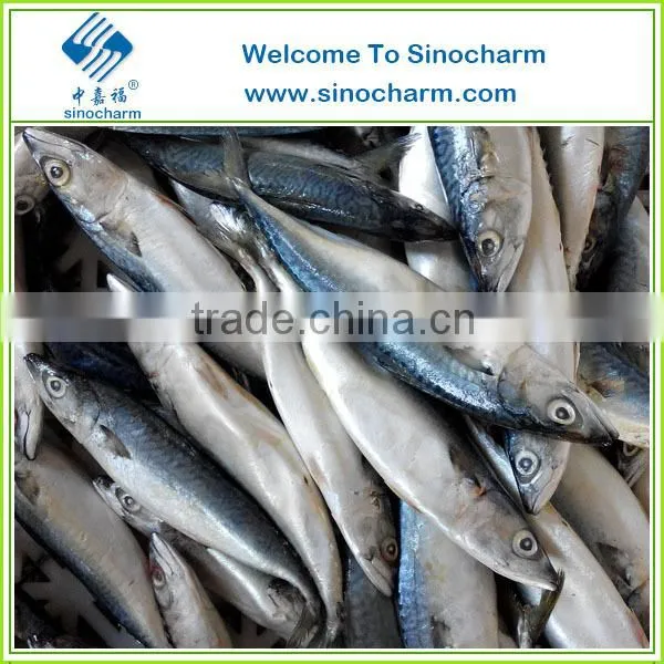 Frozen Fish Mackerel Price