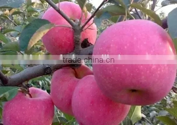 175# Fresh Fuji Apple photo-4
