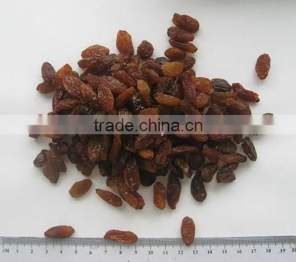 Top Quality Raisin(sun Dried) From Xinjiang photo-4