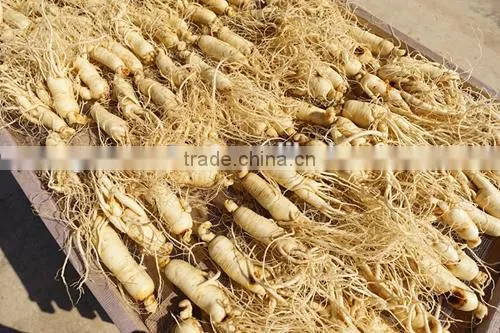 Panax Ginseng Powder photo-3