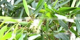 Pure Eucalyptus Oil for Wholesale photo-5