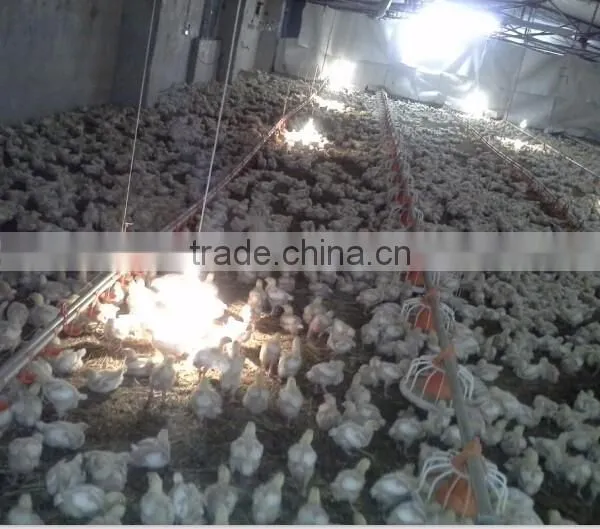 Automatic Chicken Farm Supplies Farm Equipment Chicken photo-2
