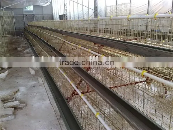 Automatic Layer Chicken Cages, Poultry Farm Cage for 120 Chickens