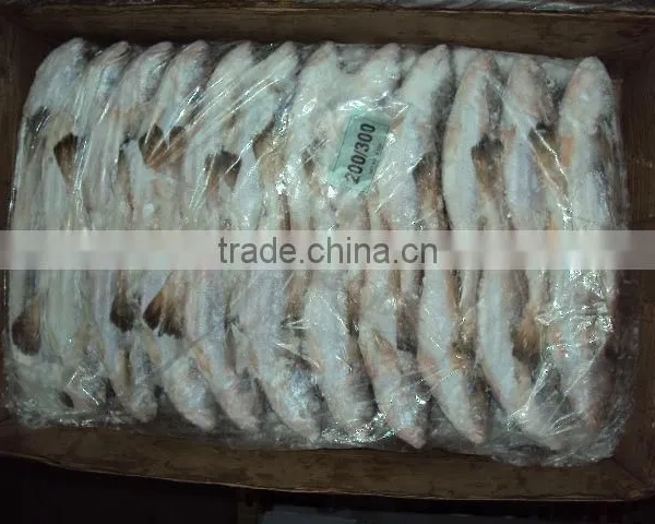Frozen Silver Croaker photo-4