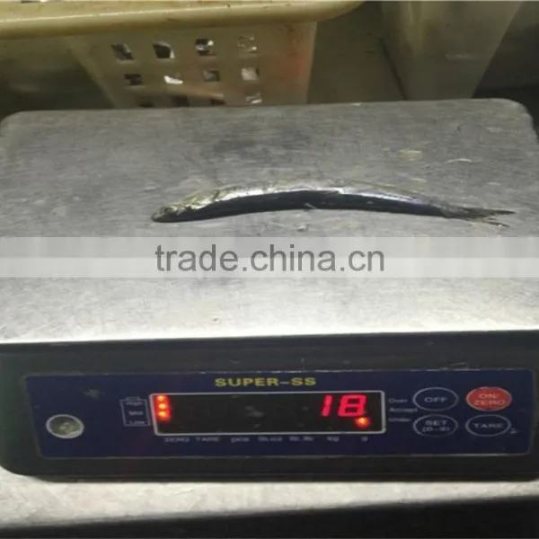 Anchovy Frozen on Board photo-3