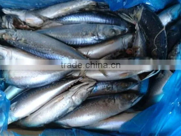 BQF New Catch Size 400/600 g Sea Frozen Pacific Mackerel photo-4