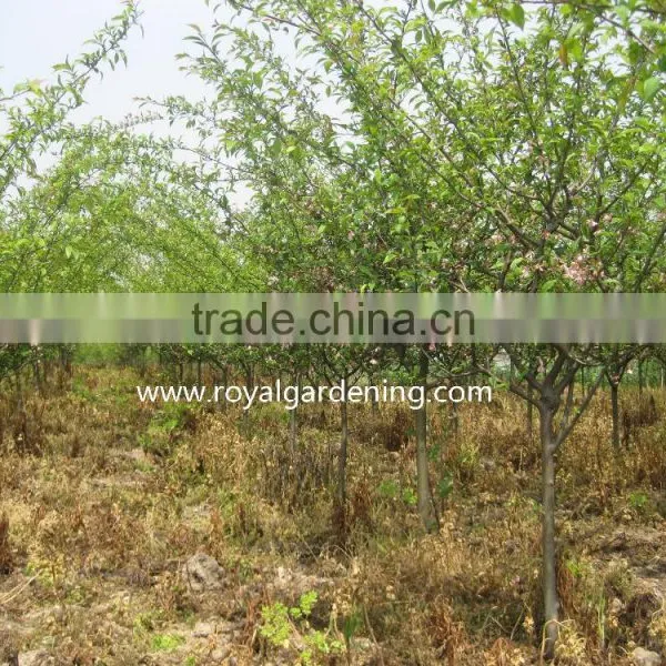 Prunus Serrulata Cold Hardy Trees photo-3