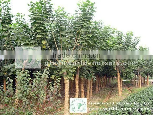 Erythrina Variegata Nursery Land