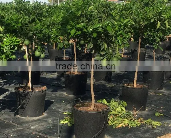 Citrus Latifolia - Lime Tree photo-6