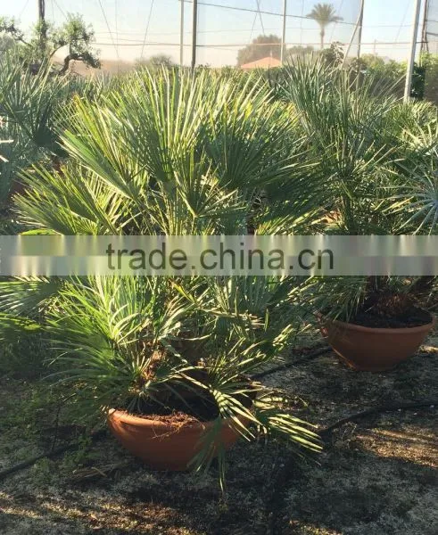 Chamaerops Humilis Cerifera photo-2