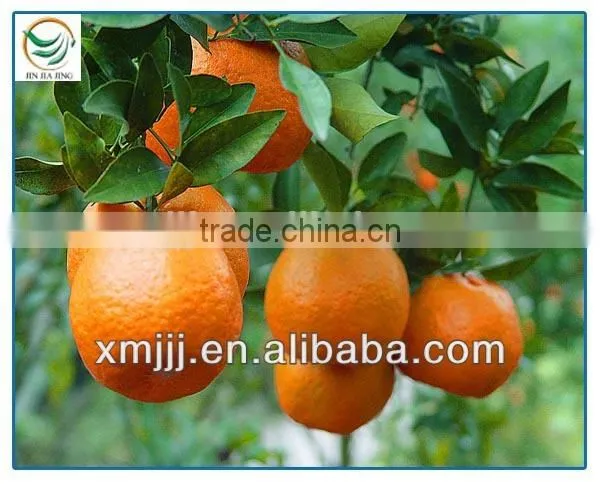 Yongchun Lugan Orange photo-5