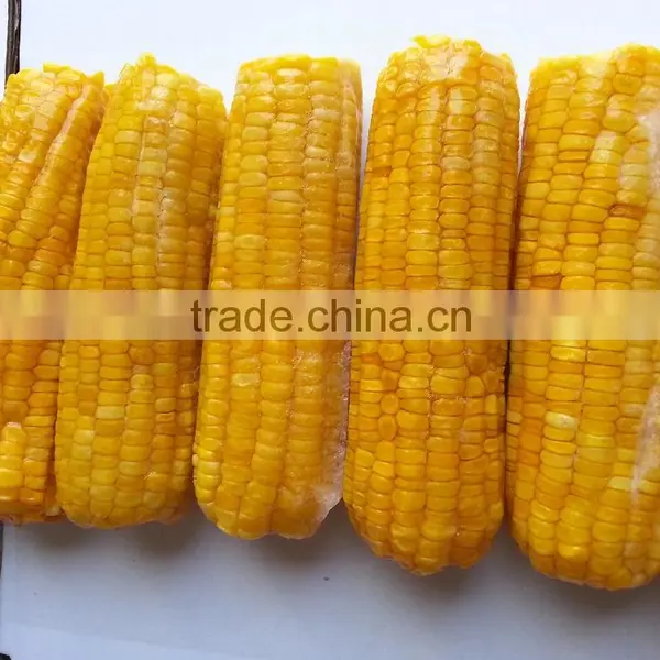 Fresh Yellow Sweet Corn From Vietnam photo-3