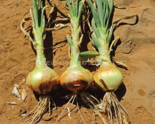 Spanish Sweet Onion Hybrid Onion Seeds for Long-day Area photo-3
