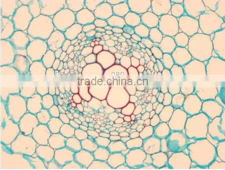 Plant Root Slides , Plant Root Tip Slides , Root Slides of Botany, Root Slides of Root photo-6