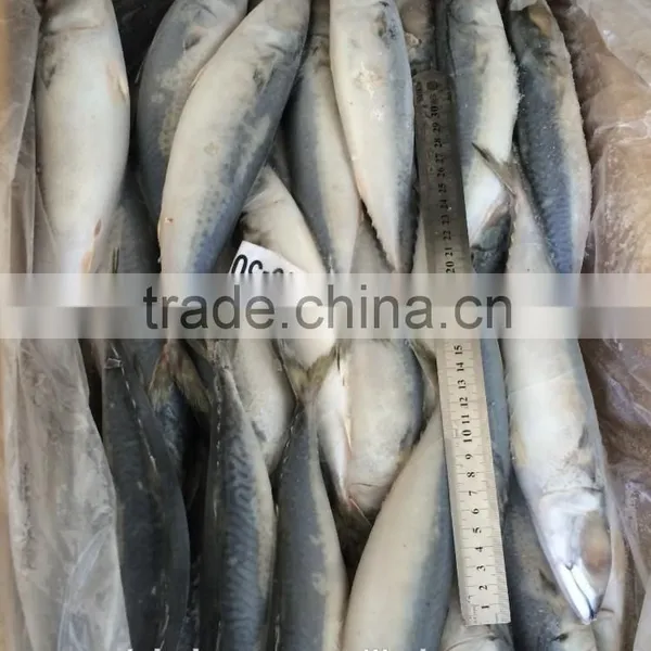 WR Frozen Pacific Mackerel Fish photo-2