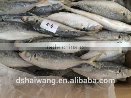 Frozen Whole Round Trachurus Japonicus With Size 40 - 60 Pcs / 10kg Ctn photo-5