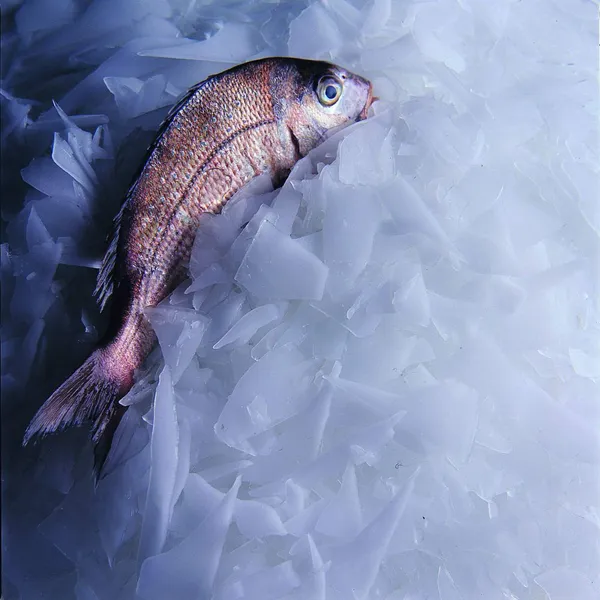 Linsky 1000kg/24hr Fish Frozen Flake Ice Machine photo-5