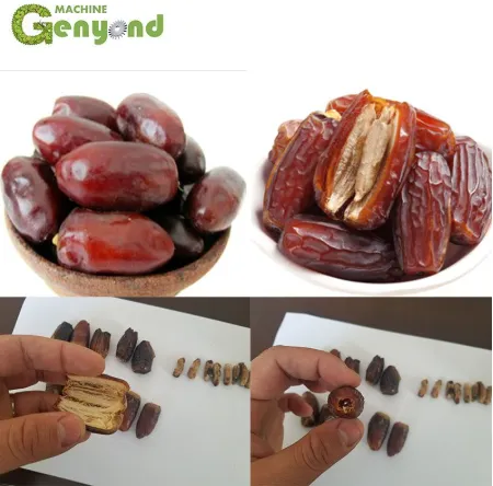 Automatic Dates Pitter Machine/Date Pitting Processing Machine/Date Seed Removing Machine photo-5