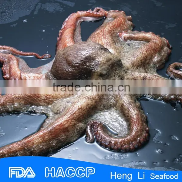 Fishing Octopus for Sale photo-2