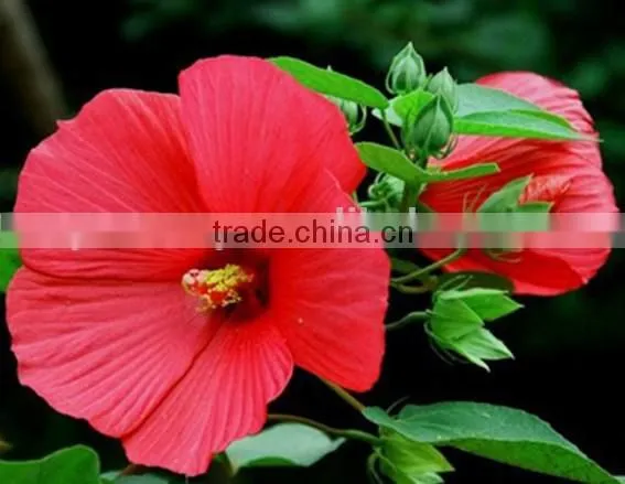 Threelobed Malape, Malope , Flower Seeds , Herb Seed,vegetalbe Seed,fruit Seed,grass Seed