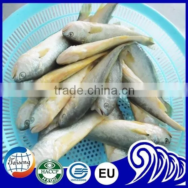 Croaker Fish Seafood Frozen Yellow Croaker Fish Promoting Price photo-2
