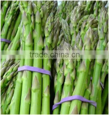 FRESH ASPARAGUS / FROZEN ASPARAGUS