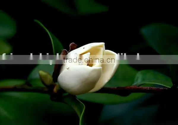 Michelia Figo Seedling photo-2