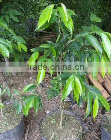 AGARWOOD SEEDLING photo-5