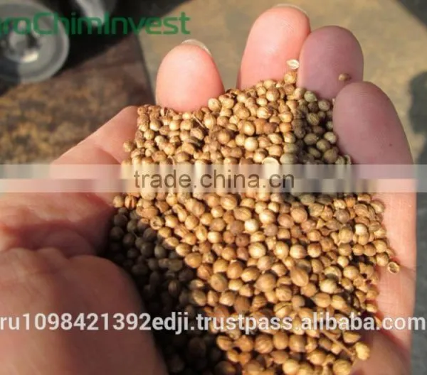 Coriander photo-2