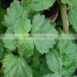 Natural Indonesia Patchouli Essential Oil