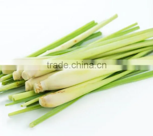 FRESH LEMONGRASS TO MAKE LEMONGRASS OIL WITH HIGH QUALITY photo-5