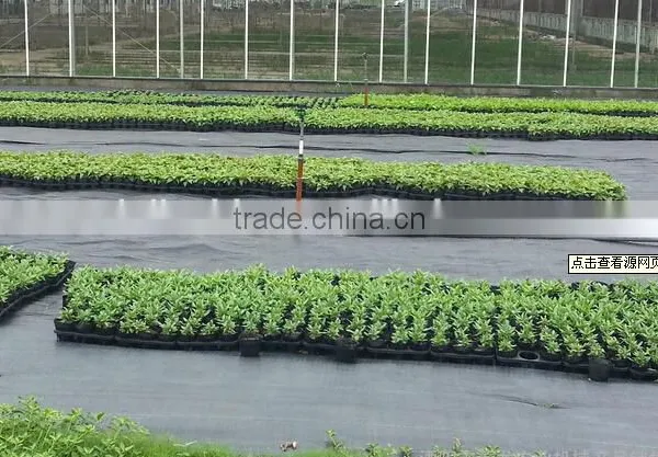 Agrotextile Ground Covers photo-4