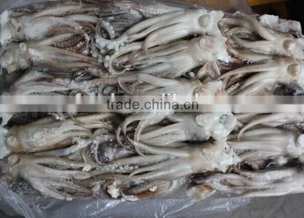 Squid Head With Frozen photo-3