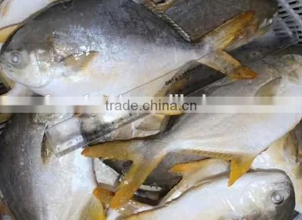 Gold Pomfret Bulk Buy From China photo-2