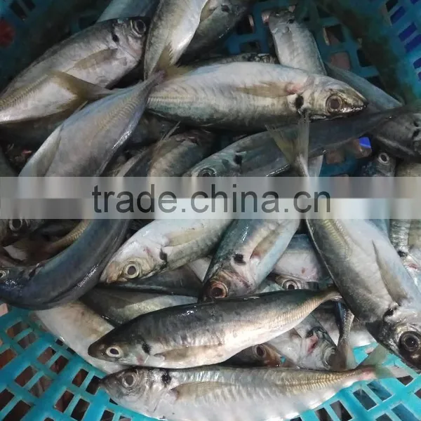 Frozen Fresh Seafood Big Eye Horse Mackerel High-quality Fish photo-2